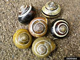 Attēlu rezultāti vaicājumam “Cepaea nemoralis”