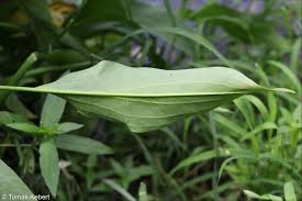 Attēlu rezultāti vaicājumam “Alisma plantago-aquatica leaf”
