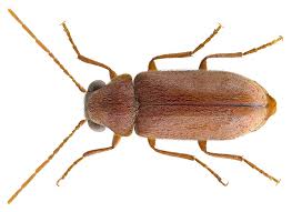 Attēlu rezultāti vaicājumam “Anobiidae”