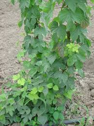 Attēlu rezultāti vaicājumam “Humulus lupulus leaf”