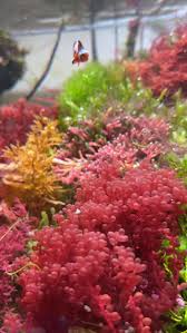 Attēlu rezultāti vaicājumam “Lycogala botrydium macro”