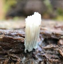 Attēlu rezultāti vaicājumam “Stemonitopsis typhina macro”