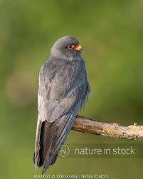 Image result for Falco vespertinus