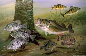 Image result for Micropterus