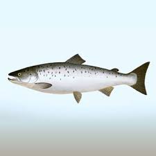 Image result for Salmo zrmanjaensis