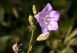 Attēlu rezultāti vaicājumam “Campanula persicifolia bud”
