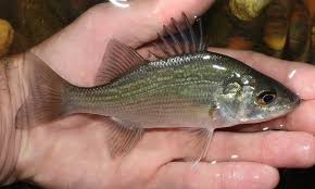 Image result for Morone americana