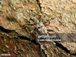 Attēlu rezultāti vaicājumam “Rhagium inquisitor”