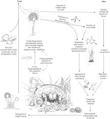 Attēlu rezultāti vaicājumam “Enteridium variabile spores”