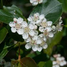 Attēlu rezultāti vaicājumam “Aronia melanocarpa flower”