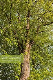 Attēlu rezultāti vaicājumam “Ulmus x hollandica leaf”