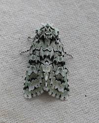 Attēlu rezultāti vaicājumam “Griposia aprilina”