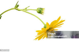 Attēlu rezultāti vaicājumam “Tragopogon heterospermus”