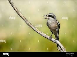 Attēlu rezultāti vaicājumam “Laniidae”