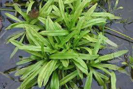 Attēlu rezultāti vaicājumam “Myosotis laxa subsp. baltica”