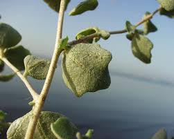 Attēlu rezultāti vaicājumam “Atriplex calotheca leaf”