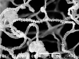 Attēlu rezultāti vaicājumam “Arcyria minuta macro”