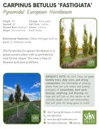 Attēlu rezultāti vaicājumam “Carpinus betulus fruit”