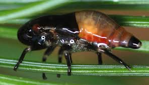 Attēlu rezultāti vaicājumam “Aphrophora nymph”