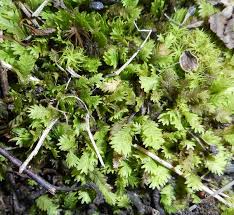 Attēlu rezultāti vaicājumam “Fissidens gracilifolius”