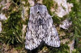 Attēlu rezultāti vaicājumam “Brachionycha nubeculosa”