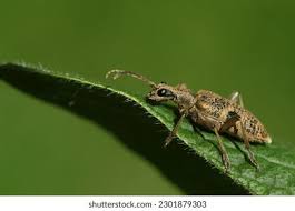 Attēlu rezultāti vaicājumam “Rhagium mordax”