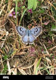 Attēlu rezultāti vaicājumam “Phengaris arion”