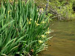 Attēlu rezultāti vaicājumam “Iris pseudacorus leaf”