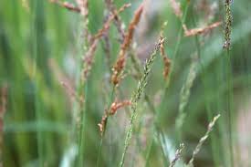 Attēlu rezultāti vaicājumam “Molinia caerulea”