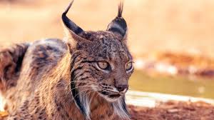 Attēlu rezultāti vaicājumam “Lynx lynx”