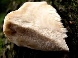 Attēlu rezultāti vaicājumam “Aurantiporus fissilis”