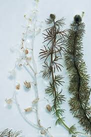 Attēlu rezultāti vaicājumam “Utricularia intermedia”