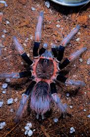 Attēlu rezultāti vaicājumam “Cetrelia sp.”