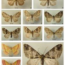 Attēlu rezultāti vaicājumam “Anticollix sparsata”