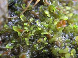 Attēlu rezultāti vaicājumam “Riccardia incurvata”