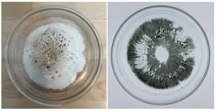 Attēlu rezultāti vaicājumam “Craterium aureum spores”