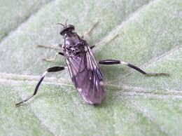 Attēlu rezultāti vaicājumam “Sericomyia sp.”