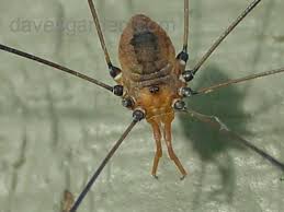 Attēlu rezultāti vaicājumam “Phalangium opilio”