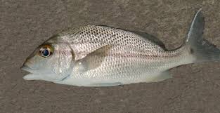 Image result for Haemulon album