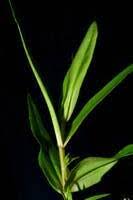 Attēlu rezultāti vaicājumam “Veronica scutellata bud”