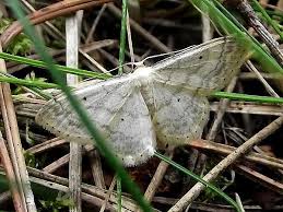 Attēlu rezultāti vaicājumam “Idaea biselata”
