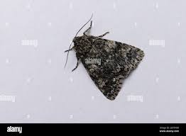 Attēlu rezultāti vaicājumam “Acronicta megacephala”