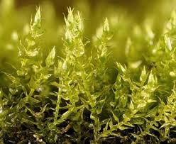 Attēlu rezultāti vaicājumam “Hygroamblystegium varium sporophyte”