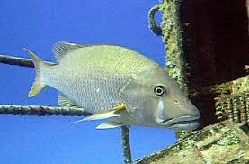 Image result for Lutjanus jocu