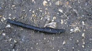 Attēlu rezultāti vaicājumam “Haemopis sanguisuga”