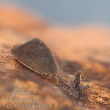 Attēlu rezultāti vaicājumam “Ancylus fluviatilis”