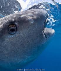 Image result for Rhincodon typus