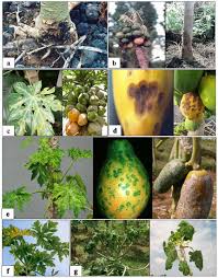 Attēlu rezultāti vaicājumam “Betula humilis fruit”