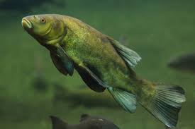 Image result for Tinca tinca