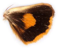 Attēlu rezultāti vaicājumam “Euphydrias aurinia underside”